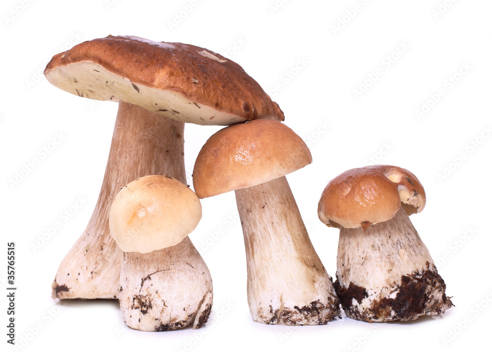 Raw wild boletus