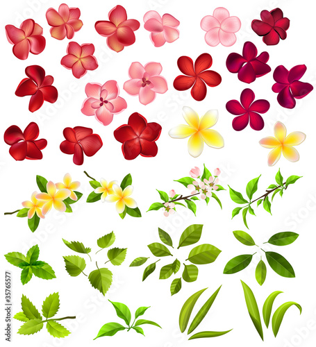 Collection of different flowers and leaves on white
