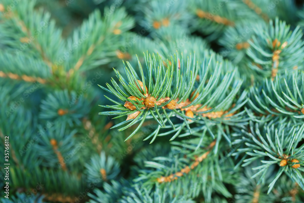 Fir tree branches Fir tree branches