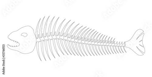 Fish bones – skeleton