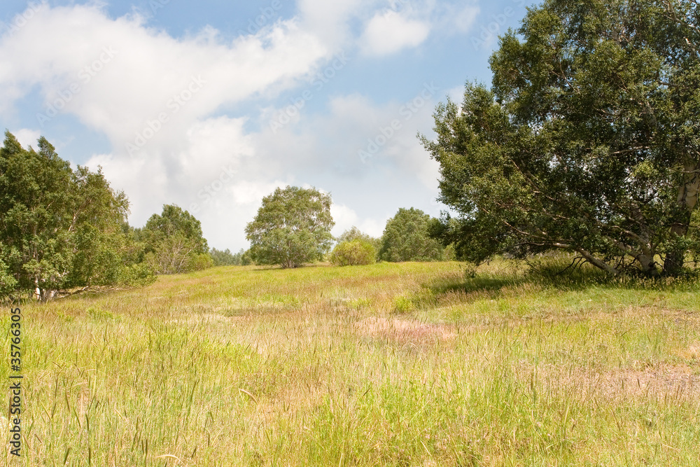 forest clearing on gentle slope of Etna forest clearing on gentle slope of Etna