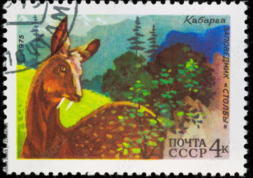 Postal stamp. Musk deer, 1975