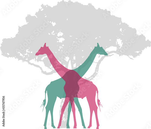 Giraffen