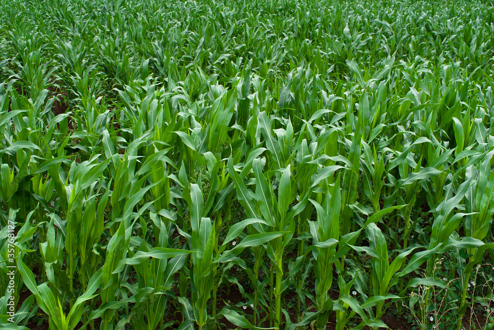 Maize field Maize field