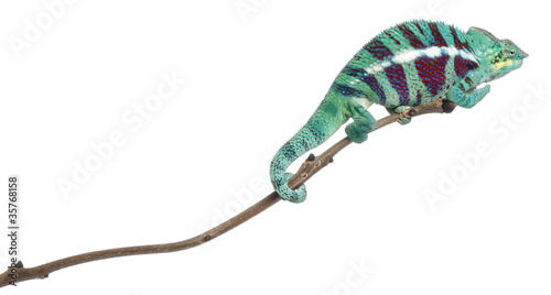 Panther Chameleon Nosy Be, Furcifer pardalis