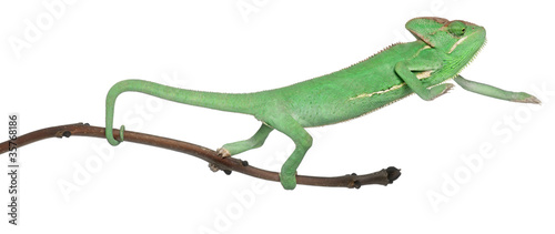 Fototapeta Naklejka Na Ścianę i Meble -  Young veiled chameleon, Chamaeleo calyptratus