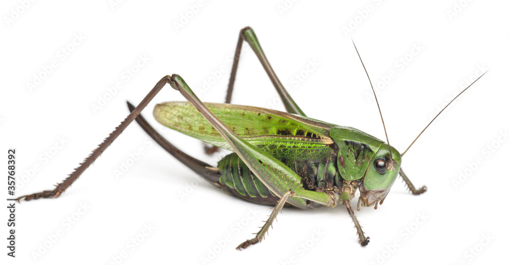 Female wart-biter, a bush-cricket, Decticus verrucivorus Female wart-biter, a bush-cricket, Decticus verrucivorus