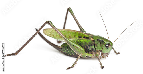 Female wart-biter, a bush-cricket, Decticus verrucivorus