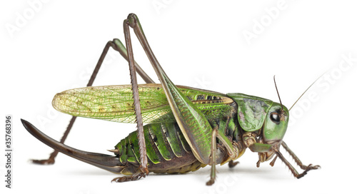 Female wart-biter, a bush-cricket, Decticus verrucivorus