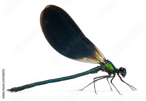 Male Banded Demoiselle, Calopteryx splendens