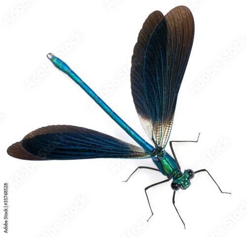 Male Banded Demoiselle, Calopteryx splendens