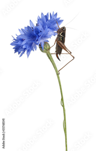 Female Shield-back Katydid, Platycleis tessellata photo