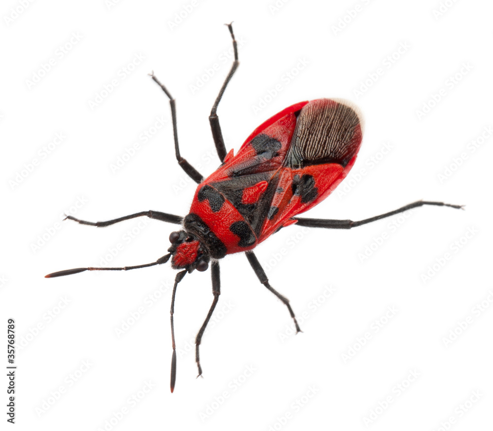 Scentless plant bug, Corizus hyoscyami Scentless plant bug, Corizus hyoscyami