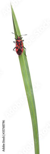 Scentless plant bug  Corizus hyoscyami  on blade of grass