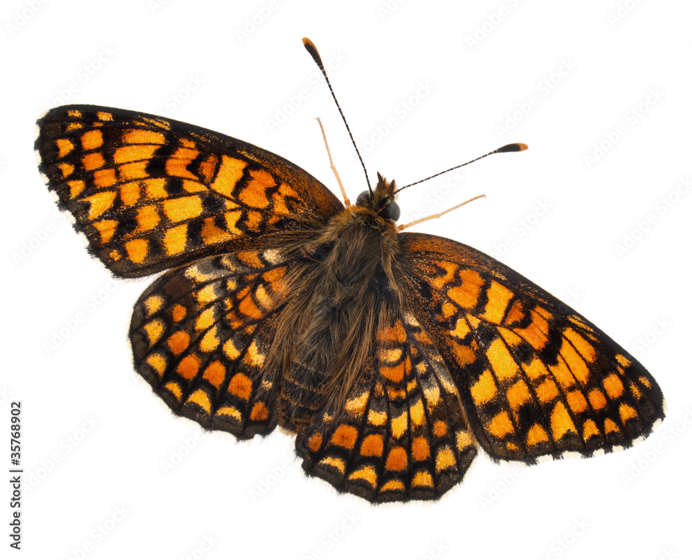 Fototapeta premium Knapweed Fritillary, Melitaea phoebe