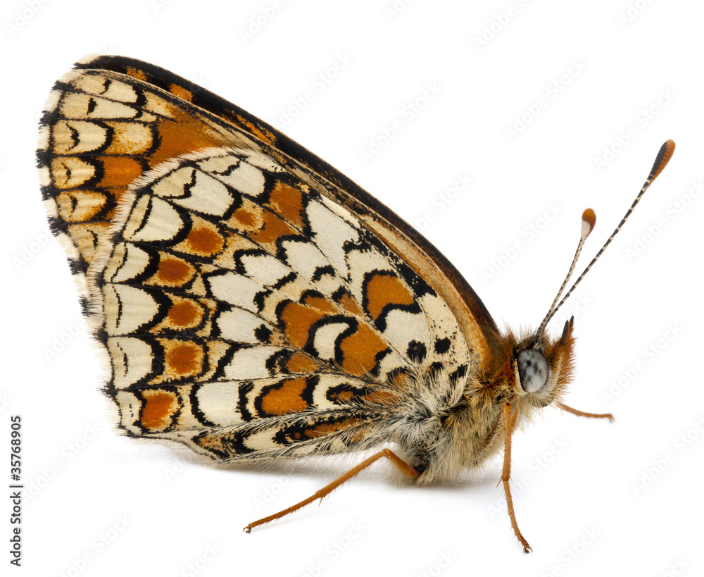 Fototapeta premium Knapweed Fritillary, Melitaea phoebe
