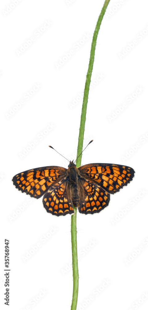 Obraz premium Knapweed Fritillary, Melitaea phoebe, on flower stem
