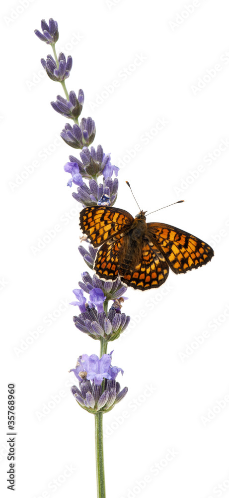 Obraz premium Knapweed Fritillary, Melitaea phoebe, on lavender flower