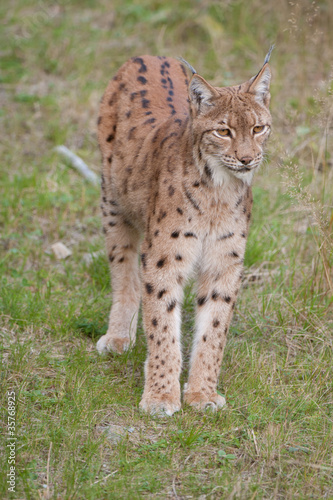 Eurasischer Luchs, European lynx, Lynx lynx © Wolfgang Kruck