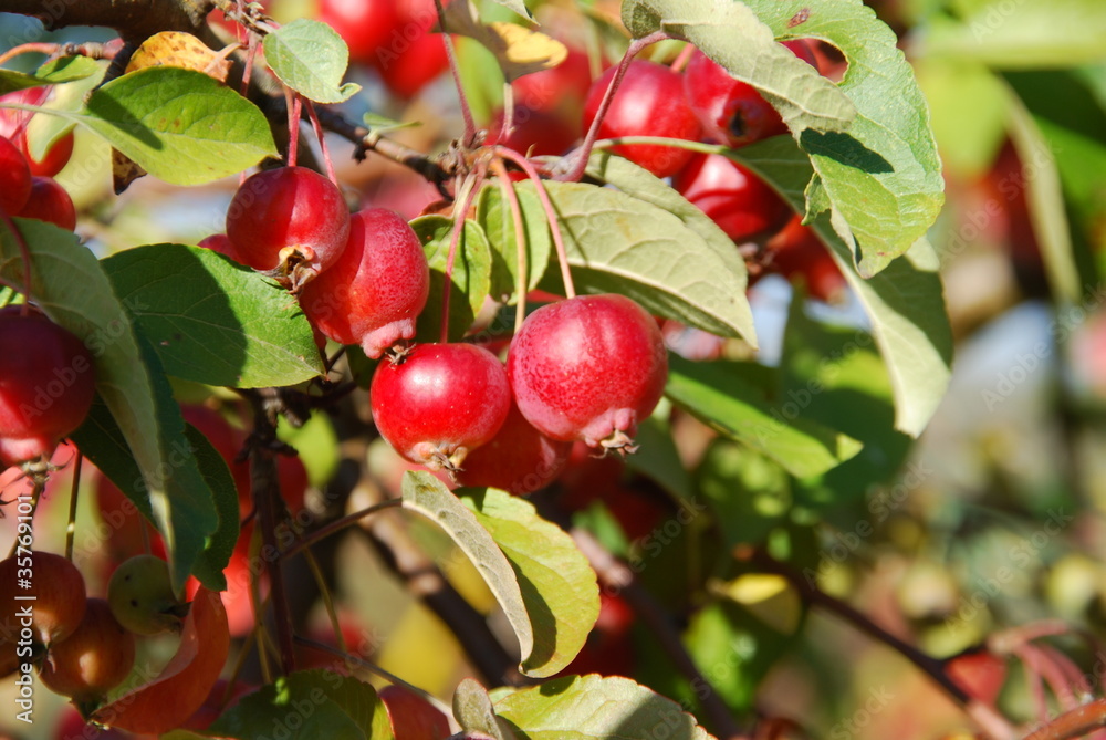 Kirschapfel ( Malus baccata ) Kirschapfel ( Malus baccata )