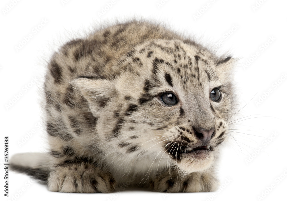 Fototapeta premium Snow leopard, Uncia uncia or Panthera uncial, 2 months old