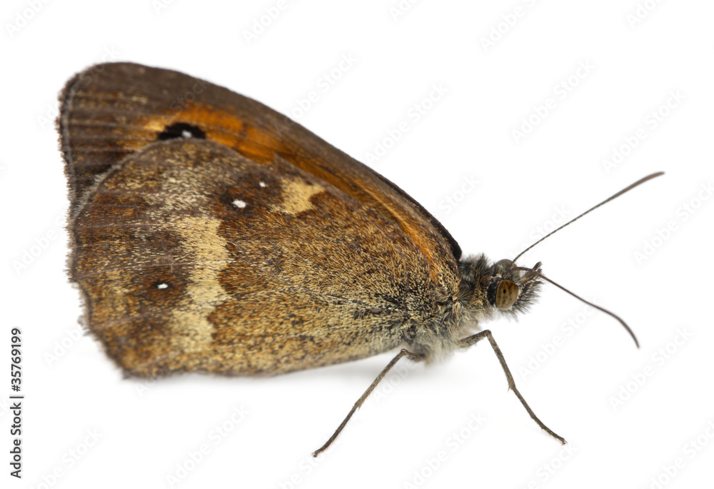 Obraz premium Meadow Brown, Maniola jurtina