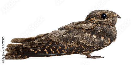 European Nightjar, or just Nightjar, Caprimulgus europaeus photo