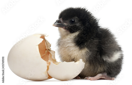 Chick  Gallus gallus domesticus  8 hours old