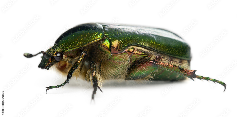 Rose chafer, Cetonia aurata Rose chafer, Cetonia aurata
