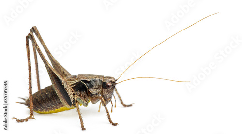 Male Shield-back Katydid, Platycleis tessellata photo