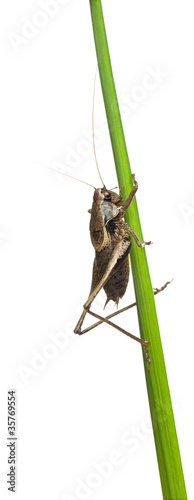 Male Shield-back Katydid, Platycleis tessellata photo