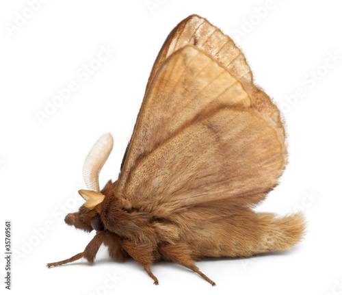 Male Drinker, Euthrix potatoria, a moth photo