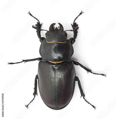 Female Lucanus cervus, the best-known species of stag beetle