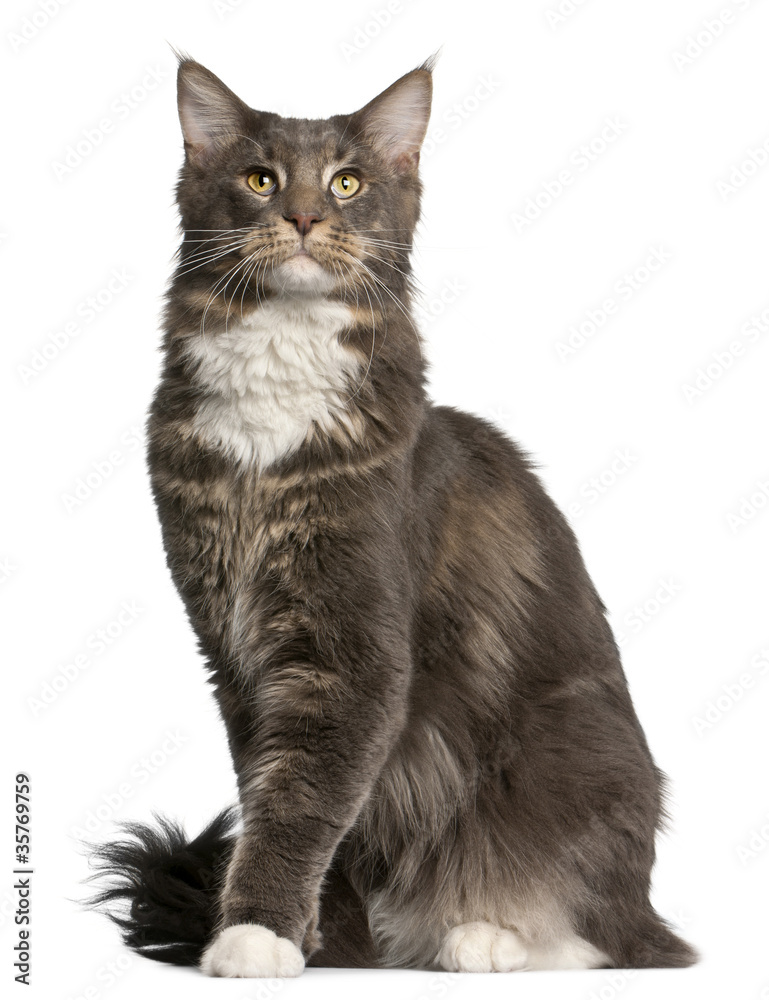 Fototapeta premium Maine Coon cat, 11 months old, sitting