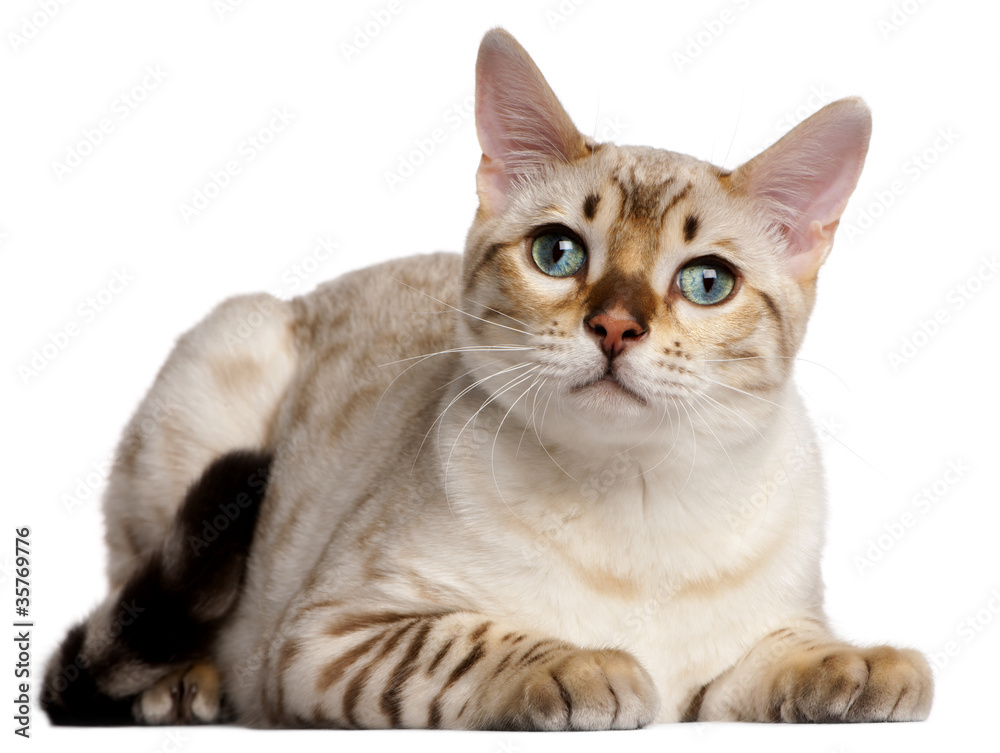 Obraz premium Bengal cat, 6 months old, lying in front of white background