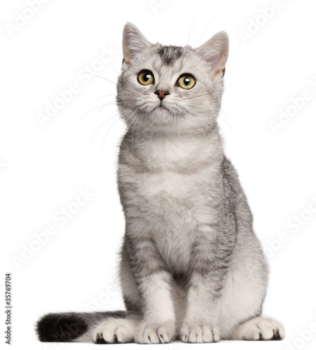 British Shorthair kitten, 4 months old, sitting