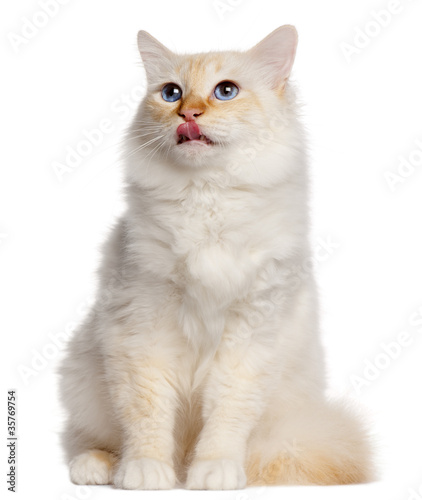Birman cat, 16 months old, sitting in front of white background © Eric Isselée