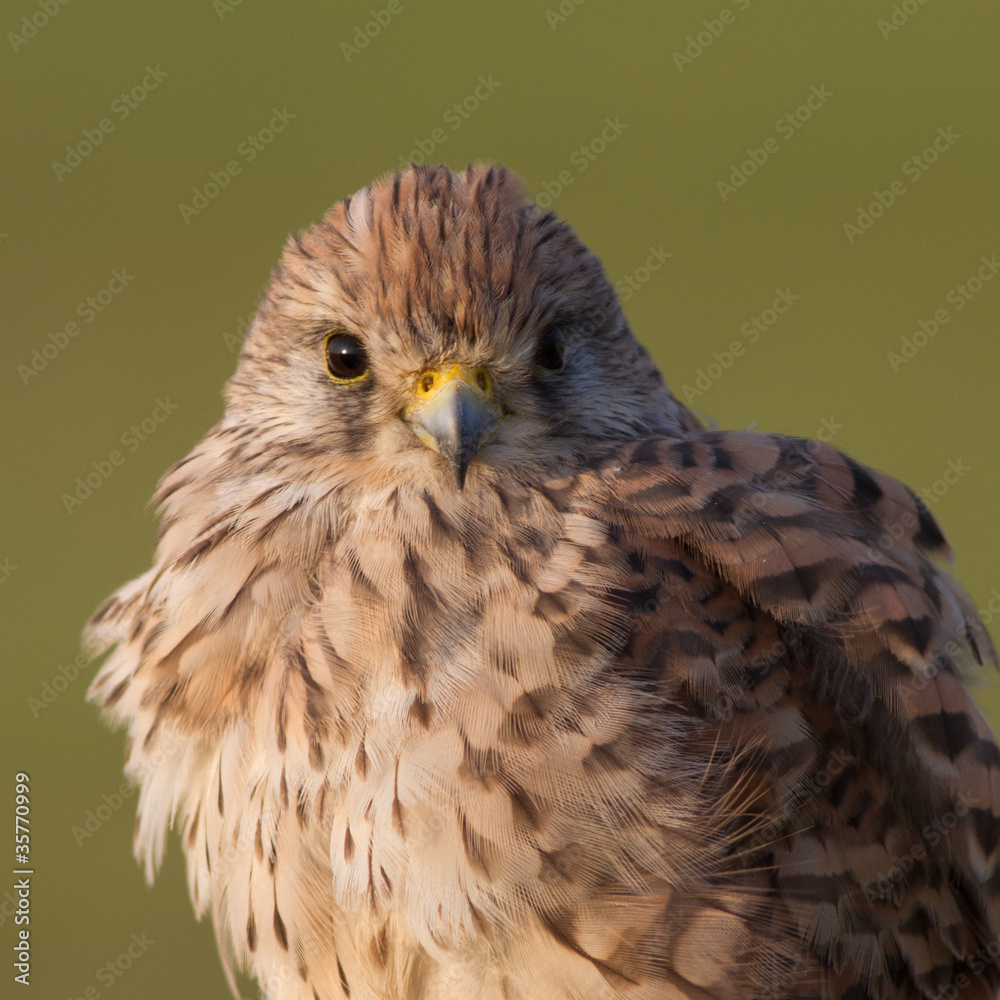 Fototapeta premium Turmfalke