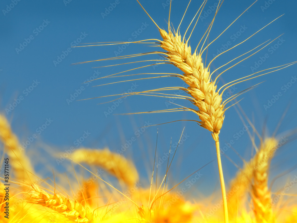 Wheat field