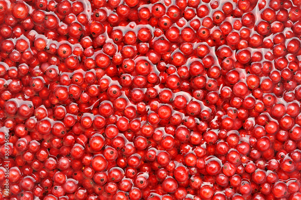 Fresh red currant berries in water - background Fresh red currant berries in water - background