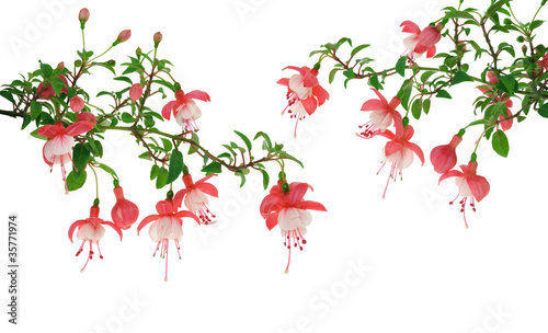 Slika na platnu Fuchsia flowers over white background