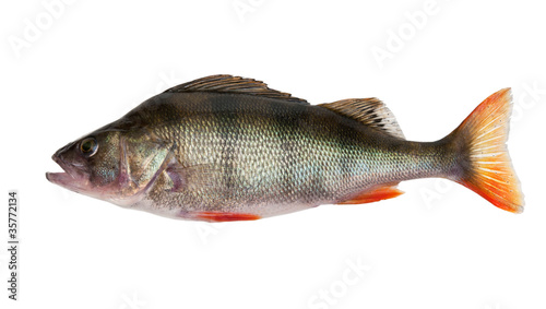 perch