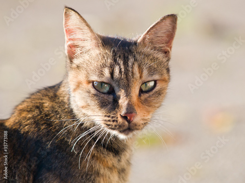 Wallpaper Mural カメラ目線の猫 Torontodigital.ca