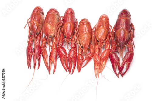Red crayfish