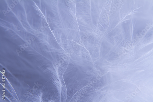 White feathers background © Yaroslav Pavlov