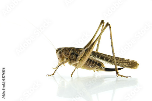 Locust isolated on white background © Soyka