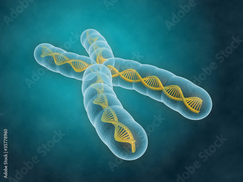 Chromosome photo