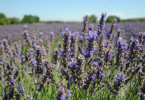 lavender plant