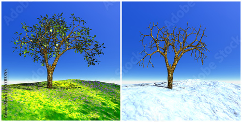 Summer and winter tree © Elenarts