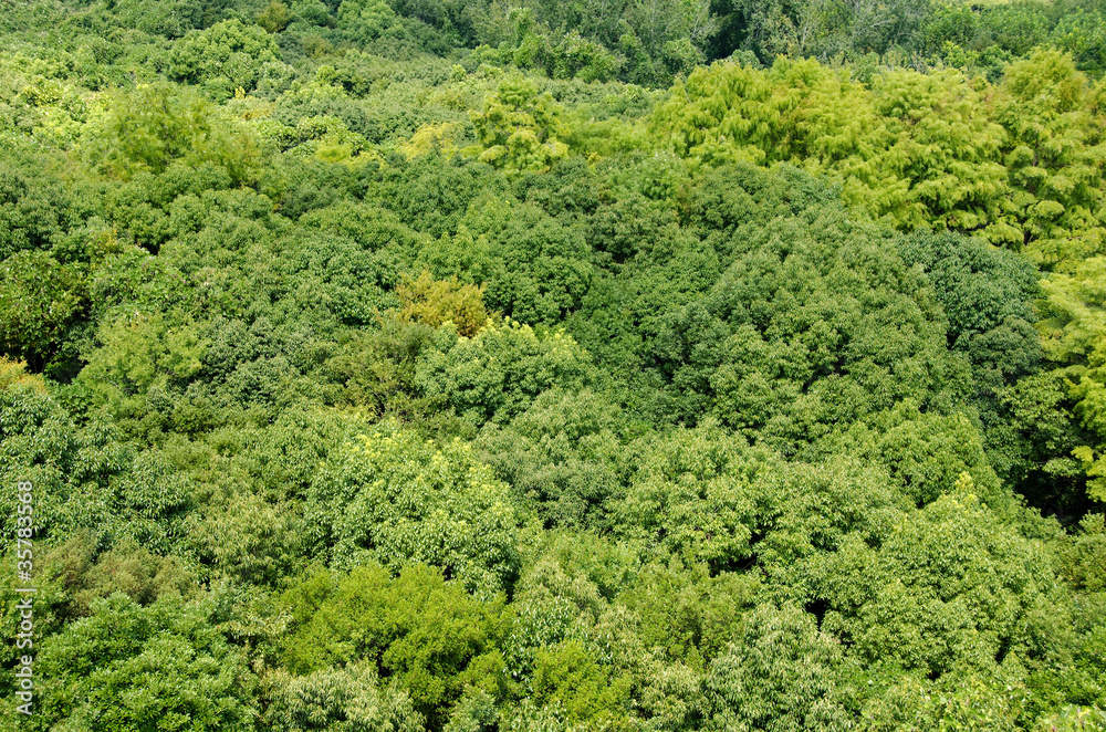 Forest canopy as seen from above